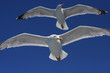 Möwe auf Beobachtungsflug