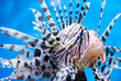 Close-up shot of venomous vivid fish Close-up shot of venomous vivid fish