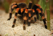 Mexican Red Kneed Tarantula - Brachypelma smithii Mexican Red Kneed Tarantula - Brachypelma smithii