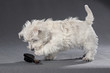 Westies 18