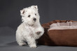 Westies 19