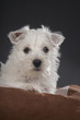 Westies 21