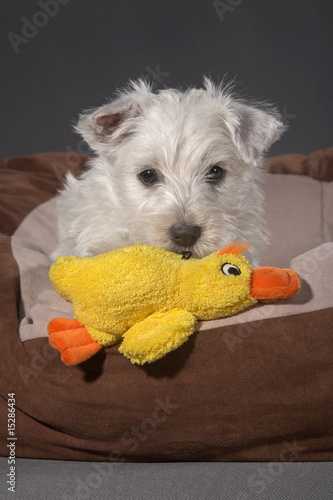 Westies 20