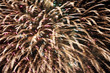 Foto: Abstract created by Fireworks Abstract created by Fireworks