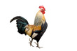 Rooster isolated on white background Rooster isolated on white background