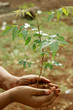 Neem Plant in hands