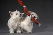 Westies 01
