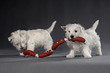 Westies 04