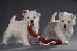 Westies 05