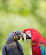 Love Birds Love Birds