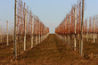 Vignes en hiver