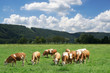 Dairy Cows