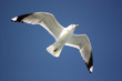 Möwe