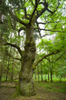 Old oak.