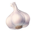 Knoblauch