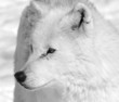Arctic Wolf