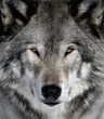 Gray Wolf
