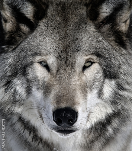 Photo: Gray Wolf Gray Wolf