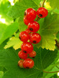 growing redcurrant