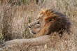 lion à nakuru