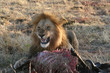 petit dejeuner du lion