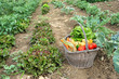 Cueillette de légumes frais au jardin.