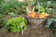 Cueillette de légumes au potager.