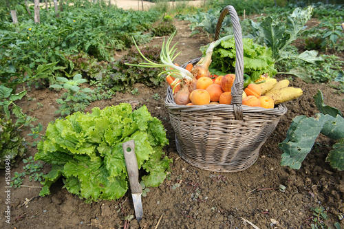 Photo: Cueillette de légumes au potager. Cueillette de légumes au potager.