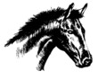 Horse head