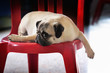 Pug Pug