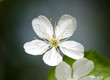 Fleur de cerisier (Prunus cerasus / avium)