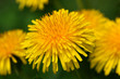 Fleur de dent-de-lion (Taraxacum officinale) au printemps