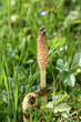 Fleur de Prêle (Equisetum sp.) au printemps