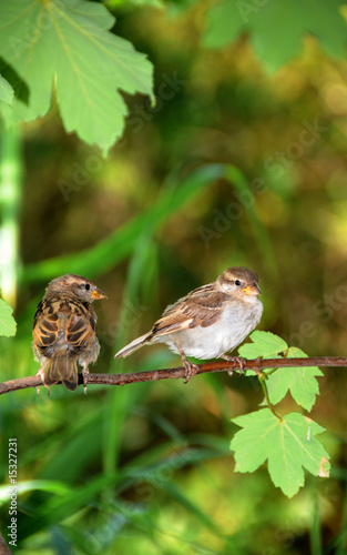 Photo: Spatz 8 Spatz 8