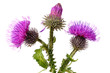 Burdock flowers Burdock flowers