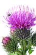 Burdock flowers