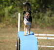 Agility Dog on ramp