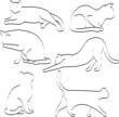 Cats