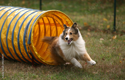 Photo: Agility Dog exiting tunnel Agility Dog exiting tunnel