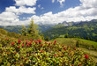 Alpenrosen im Bregenzerwald