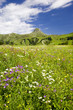 Alpen-Blumenwiese