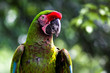 Green Parrot
