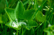 goutte