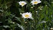 Photo: Rain soaked daisies Rain soaked daisies