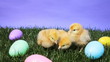 Three young chicks surrounded by Easter eggs Three young chicks surrounded by Easter eggs