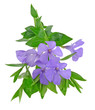 common periwinkle