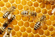 bees on honeycells