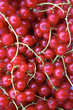 Johannisbeeren