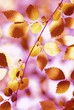 umn Leaves with abstract color