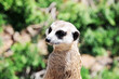 meerkat